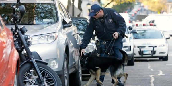 A police dog checks out vehicles along the street after a shooting incident in New York City