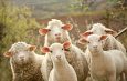 ГКНБ КР: Пресечена очередная контрабанда овец из Таджикистана