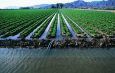 Минводсельхоз КР: Ирригационную систему готовят к поливу в период вегетации растений в 2024