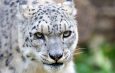 Численность снежного барса в Кыргызстане превысила 550 особей