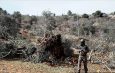 Израильские поселенцы объявили войну деревьям