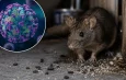 ВОЗ: масштабной вспышки хантавирусане зафиксировано