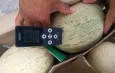 Кыргызстан вернул в Казахстан 8,5 тонны дынь